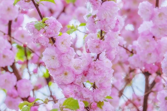 武汉大学赏樱预约网址入口 去武大看樱花需要提前几天预约赏樱指南